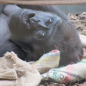 Western Lowland Gorilla
