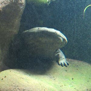 Chinese Giant Salamander
