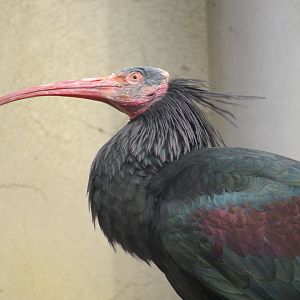 Northern Bald Ibis