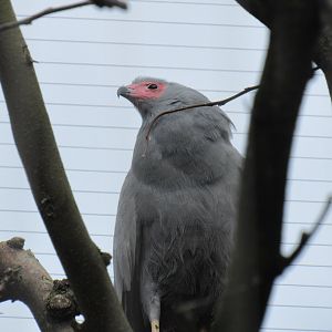 African Harrier Hawk