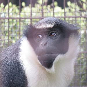 Diana Monkey