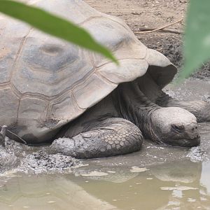 Galapagos Giant Tortoise