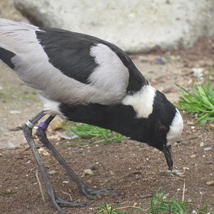 Blacksmith Lapwing