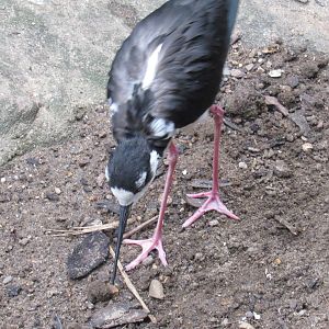 Black-Necked Stilt
