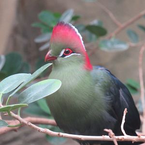 Fischer’s Turaco