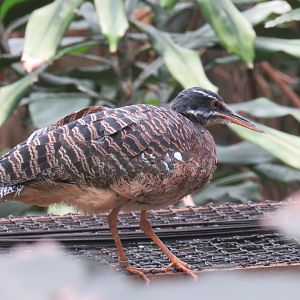 Sunbittern