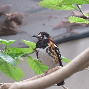 Chestnut-Backed Thrush