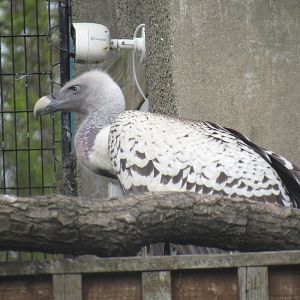 Rüppell’s Vulture