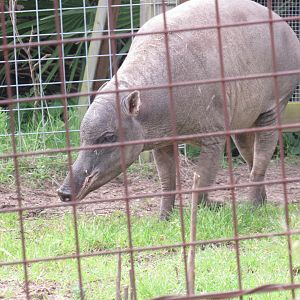 Northern Babirusa