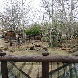 Pygmy Hippopotamus Enclosure
