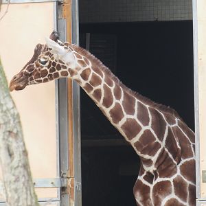 Reticulated Giraffe