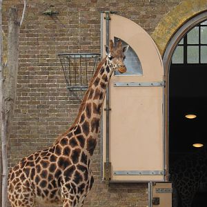 Rothschild’s Giraffe