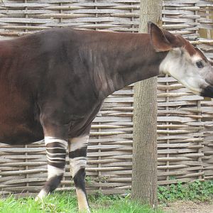Okapi