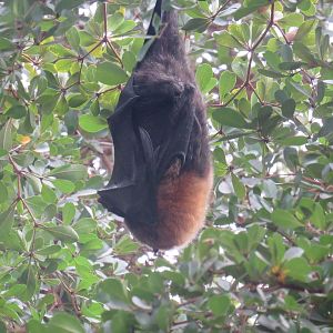 Rodriguez Fruit Bat