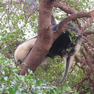 Southern Tamandua