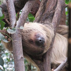Linnaeus’s Two-Toed Sloth