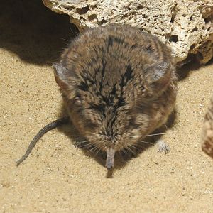 Round-Eared Sengi