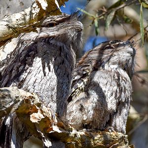 Tawny Frogmouths