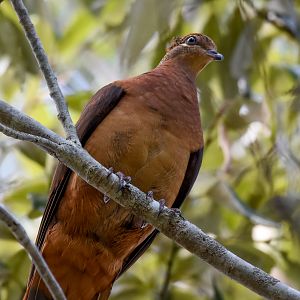 Brown Cuckoo-Dove