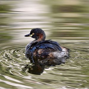 Australasian Grebe