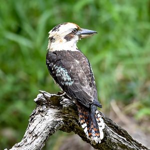 Laughing Kookaburra