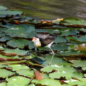 Comb-crested Jacana
