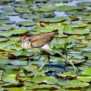 Comb-crested Jacana