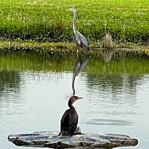 Great Blue Heron & Double Crested Cormorant