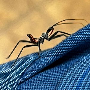 Assassin Bug Nymph On My Arm