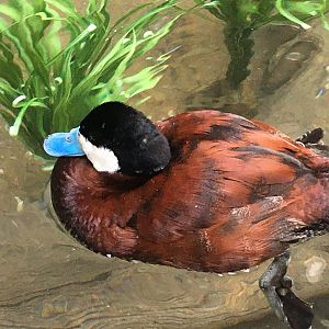 Ruddy Duck (Oxyura jamaicensis)