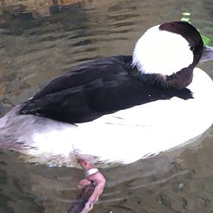 Bufflehead (Bucephala albeola)