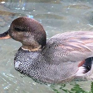 Gadwall (Mareca strepera)