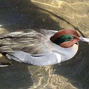 Green-Winged Teal (Anas carolinensis)