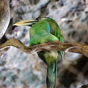 Blue-banded Toucanet (Aulacorhynchus coeruleicinctis), May 2018