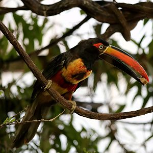 Fiery-billed Aracari (Pteroglossus frantzii)