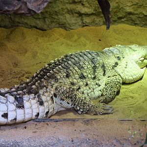 Orinoco Crocodile (Crocodylus intermedius)