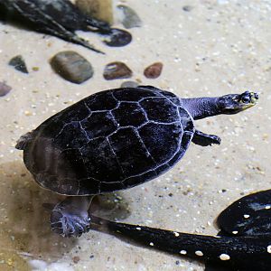 Yellow-spotted River Turtle