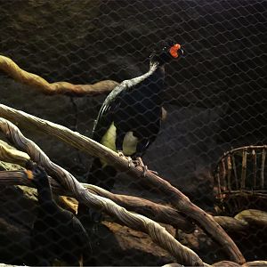 Wattled Curassow (Crax globulosa)