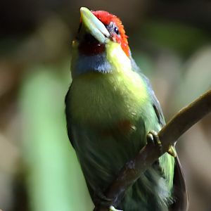 Versicolored Barbet (Eubucco versicolor) , Male, May 2018