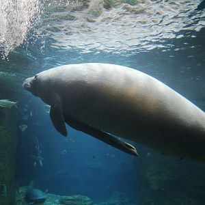 West Indian Manatee (Trichechus manatus)