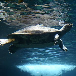 Arrau Turtle (Podocnemis expansa)