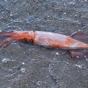 Japanese flying squid (Todarodes pacificus)