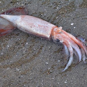 Japanese flying squid (Todarodes pacificus)
