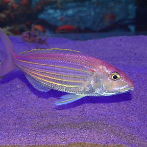 Golden threadfin bream (Nemipterus virgatus)