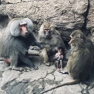 Hamadryas Baboon Family Group