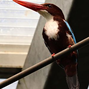 White-breasted kingfisher (Halcyon smyrnensis)