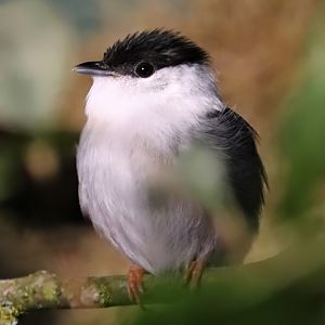 White-bearded manakin (Manacus manacus)