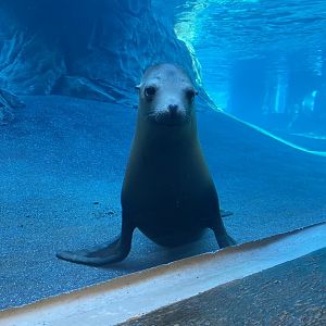 Sea Lion