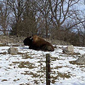 American Bison
