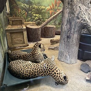 African Leopards